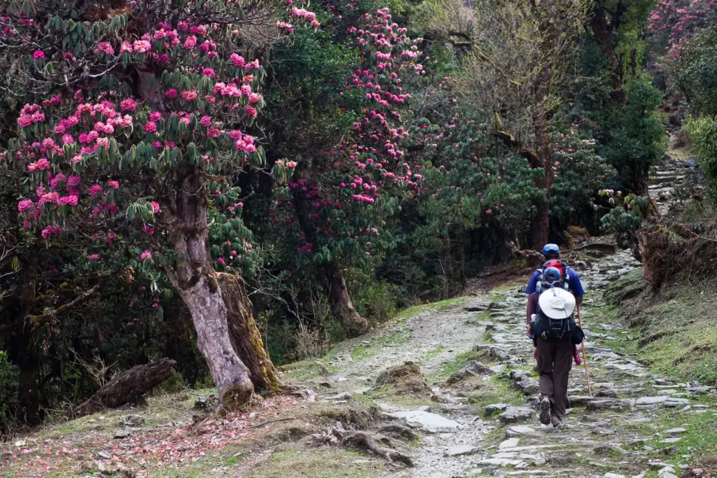 The forest of rhododendron on trail of Nepal